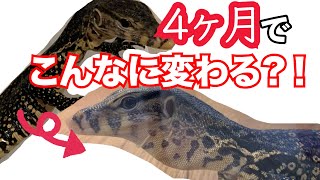 たった４ヶ月でこんなに変わる？！【サルバトールモニターの成長記録】