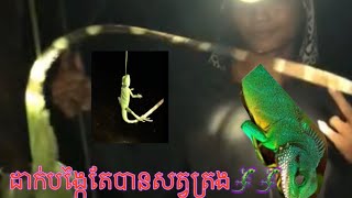 ទាក់សត្វត្រងបានច្រើនណាស់🦎🦎