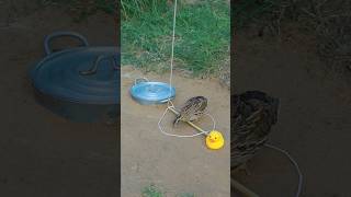 Amazing Idea! Unique DIY Quail Trap #shorts #shortvideo #techniqueuniquetrap