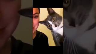 Funny Animal Videos 2022 😂 - Funniest Cats And Dogs Videos 😺😍😚