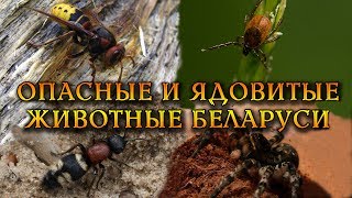 Опасные и ядовитые беспозвоночные Беларуси