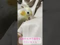 【癒し】不器用なオカメインコが可愛いだけの動画。 オカメインコ shorts インコ cockatiel マロンの日記 parakeet