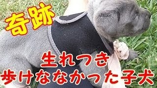 歩けない病気で処分対象だった子犬の 運命を分けた2日間に驚きが隠せない！【感動する話】