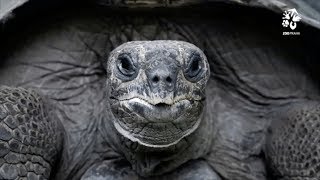 Zoo Praha: "Velké želvy jsou jako sekačky."