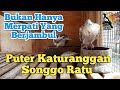 Video Burung Mengaum Jambul dan Pengukuran Warna.