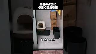 忍者のようにうまく隠れる猫