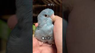 【マメルリハインコ】イライラ不可避の換羽期、マメルリハ女子はどんな反応するかなぁ？#マメルリハ#インコ