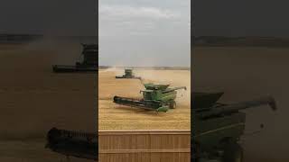 Wheat Harvest in Calgary 🇨🇦