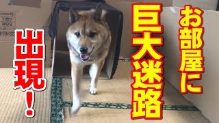 柴犬 お部屋に巨大迷路！はたしてリキとリコは⁉【かわいい・おもしろ】Shiba inu Riki Riko/Playing with the big maze!