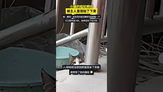 小猫的尴尬瞬间，被主人直接拍了下来 #猫猫：让我瞅瞅什么情况 #猫猫我啊脑瓜子嗡嗡的   #萌宠