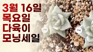 [판매완료] 예쁜 다육이 구경하세요 l ☀️3월 16일 금다육 모닝세일☀️ #다육이 #금다육 #다육 #다육이창 #다육이키우기