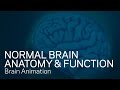 Normal Brain Anatomy and Function - Medical Animation