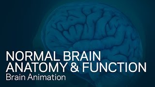 இயல்பான மூளை உடற்கூறியல் மற்றும் செயல்பாடு - மருத்துவ அனிமேஷன்