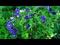 紫色系直立铁线莲 Clematis Durandii, Arabella, Saphyra Indigo