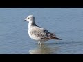 armenian gull larus armenicus buturlin 1934 Αρμενικός Γλάρος cyprus