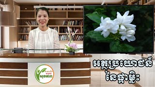 អត្ថប្រយោជន៍ផ្កាម្លិះ | Benefits of Jasmine