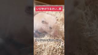 【爆笑】おやじのとんでもないイビキにびっくりしちゃったハムスターがこちらです…【キンクマ】おもしろ#shorts