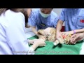 การตรวจสุขภาพน้องแมว ที่คลินิคแมว cat clinic