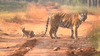 Tadoba Andhari Tiger Reserve. Tigress T12 Maya Tigress with her 2-month-old Cub.