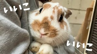 飼い主がうさぎさんを思わず抱きしめた理由とは…？【ほっこり】