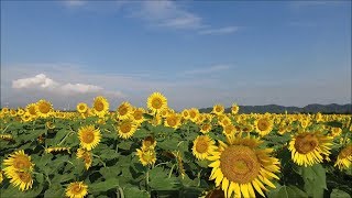 2.5ha  50万本のひまわりが満開になりました！　～岡山県・道の駅  笠岡ベイファーム～　2017 8/20