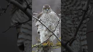 Female Sparrowhawk landed right in front of me #birdwatching #birds #birding