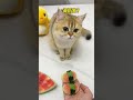 【牛奶是只猫】给我家猫咪做的水果鞋🍉大家觉得哪款好看呢？