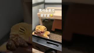 ごはんに気づいてからが速すぎるレオパ😂