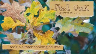 I took a sketchbooking course | A week in the Nature Journal