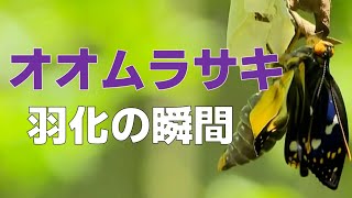 【決定的瞬間】国蝶・オオムラサキの羽化【準絶滅危惧種】