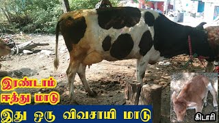 விவசாயி வளர்த்த HF மாடு இன்று ஈன்ற கிடாரி கன்றுடன் விற்பனை