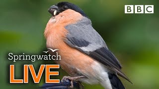 Cute wildlife cams Day 4 🐦🐤🐤 | BBC Springwatch