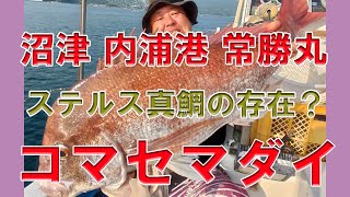 コマセ真鯛釣りステルス真鯛の存在？コマセマダイ沼津内浦港常勝丸【コマセ真鯛釣り】