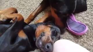 Ласковые и кокетливые доберманы / tender loving and coquettish dobermans