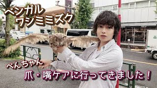 ベンガルワシミミズク ベンちゃん 爪\u0026嘴ケアに行ってきました！owl