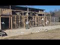 Iranian pigeons (Majid collection.  Atlanta  GA)