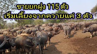 ขายยกฝูง115 ตัว พี่รัน 061-159-3852#ควาย#ควายงาม #ควายไทย#ควายแม่พันธุ์#ขายควาย#ควายไทยสายพัฒนา