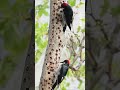 burung yang rajin menabung