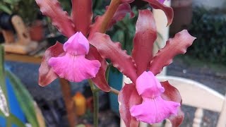 CONHEÇA A CATTLEYA ELONGATA,PRESENTE DO MEU AMIGO,( MALOKA )