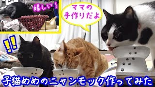 ＜2匹の猫通信＞ハッチとマックの「ほっこりライブ」子猫めめのニャンモックを作ってみた！手作りだよ！2019 03 14　- Cat Live Stream in Japan - Cat Life TV