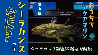 おうちでアクアマリン　第4回　シーラカンスってなに？