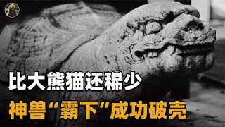 浙江孵化出的神兽“霸下”，比大熊猫更稀少，中国可能仅剩200只