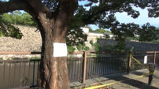 大阪城西外堀のミツバチの自然巣 Natural Bee Hive at the West Outer Moat of Osaka Casrle