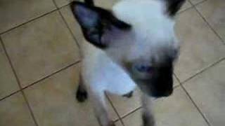Neo the talking Siamese Kitten