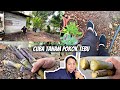 Pertama Kali Rara Cuba Tanam Pokok Tebu Belajar Dari Video Youtube 😁👍🏻