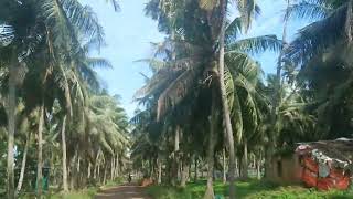 Pothukurru, beautiful village of Konaseema, AP