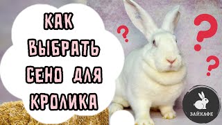 ПОЧЕМУ КРОЛИК НЕ КУШАЕТ СЕНО? КАК ВЫБРАТЬ СЕНО ДЛЯ КРОЛИКА ?