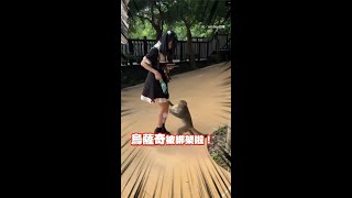 【烏薩奇被猴子搶走惹QQ】家長傻眼哭喊...整個娃包被劫走 #吉伊卡哇 #Shorts @funny_videos