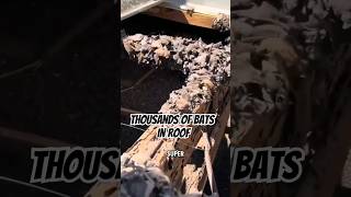 Homeowner Discovers Thousands of Bats in Roof – Scary Bat Nest Surprise!