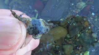 浅瀬の小石をめくると、小さな蟹が隠れていることが多いんです。潮が引いたら海に出て、親子で潮だまりの小魚やエビ、ウニ等々採取して、自然と触れ合ってみませんか？ガサガサして、童心に帰りませんか？